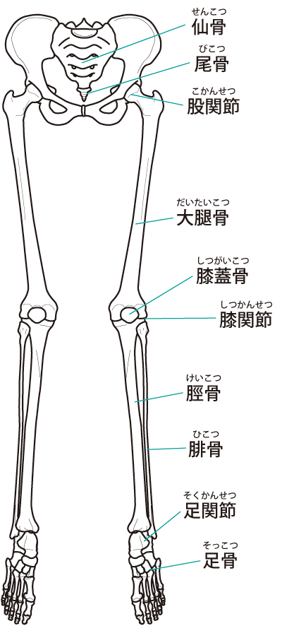 下肢 イラスト