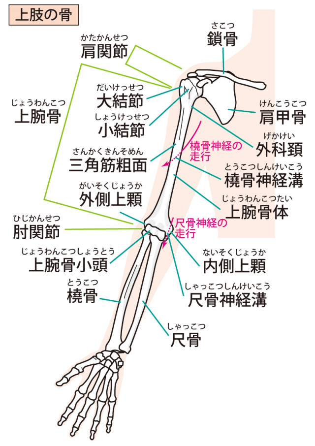 上肢の骨格のイラスト