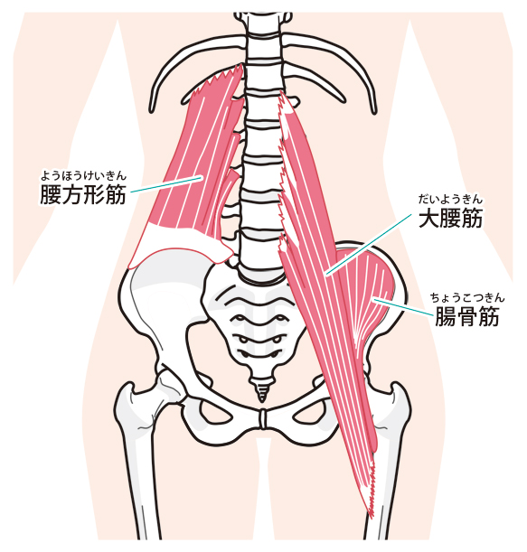 腰回りの筋肉 イラスト