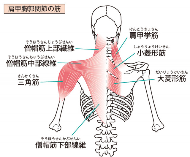 肩周りの筋肉・骨のイラスト