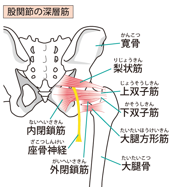 梨状筋